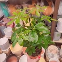 Шеффлера в магазине Цветы Планеты