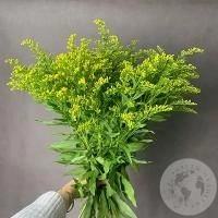 9 солидаго желтых
