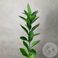 Рускус в магазине Цветы Планеты