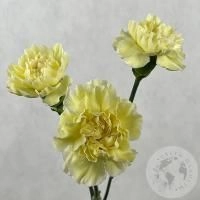 3 гвоздики желтых