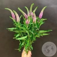 Вероника розовая 9 шт. в магазине Цветы Планеты