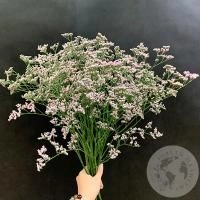 Лимониум розовый 13 шт. в магазине Цветы Планеты