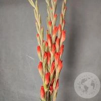 Гладиолус 5 шт.