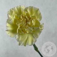 Гвоздика желтая
