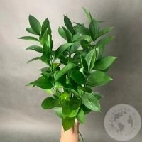 Рускус 7 шт. в магазине Цветы Планеты