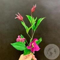 Клематис