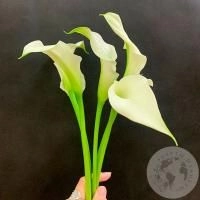 Каллы белые 5 шт.