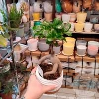 Фикус микрокарпа
