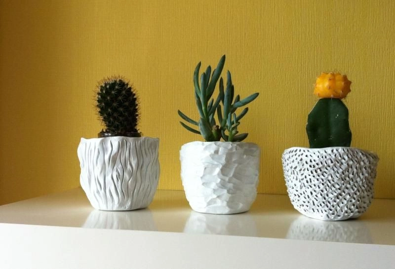 Выбор горшка и грунта для кактуса