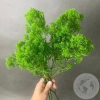 Трахелиум зеленый 3 шт. в магазине Цветы Планеты