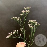 Лимониум розовый в магазине Цветы Планеты