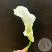 Каллы белые