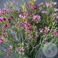 Хамелациум розовый 9 шт.