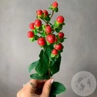Гиперикум красный