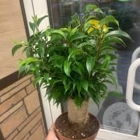 Фикус Наташа