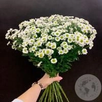 17 сантини