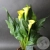 Каллы домашние желтые в магазине Цветы Планеты