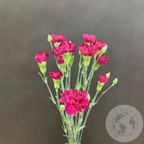 5 гвоздик кустовых фуксия