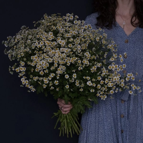 Танацетум 35 шт.