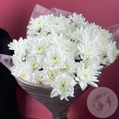 13 Хризантем кустовых белых