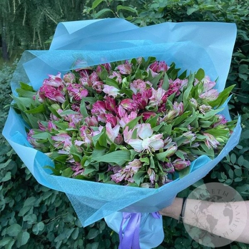 Букет из 51 альстромерии бело-розовой в магазине Цветы Планеты