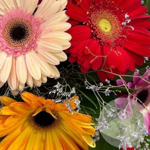 Букет из гербер и гипсофил в магазине Цветы Планеты