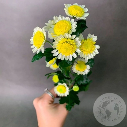 Сантини бело-желтая