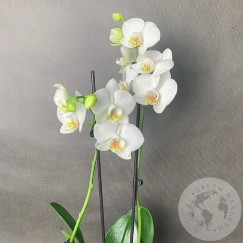 Орхидея белая