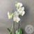 Орхидея белая в магазине Цветы Планеты Орхидея белая