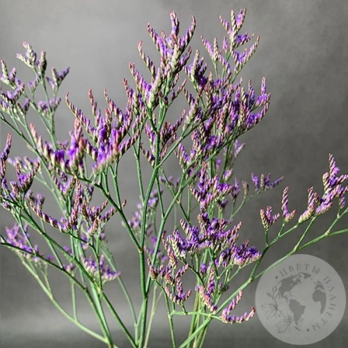 Лимониум 3 шт. в магазине Цветы Планеты