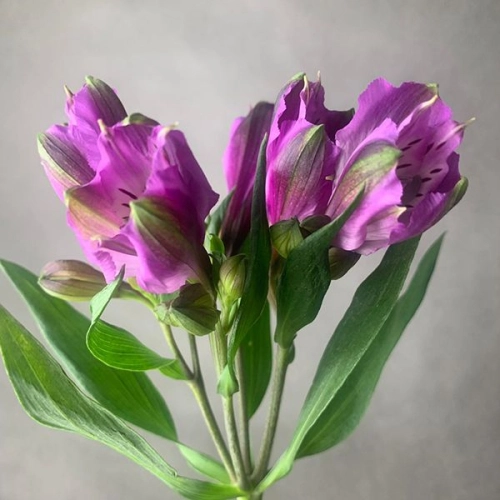 Альстромерия фиолетовая