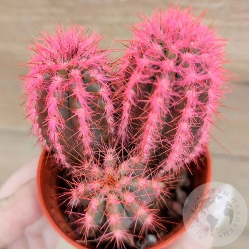 Кактус мини розовый в магазине Цветы Планеты