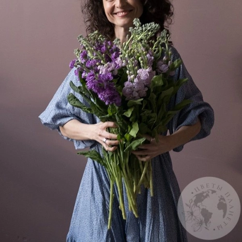 Маттиола микс 15 шт. в магазине Цветы Планеты