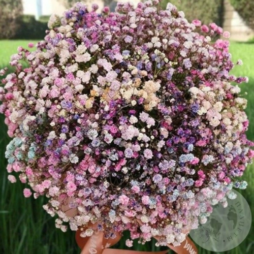 Композиция гипсофил в коробке в магазине Цветы Планеты