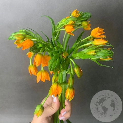 Орнитогалум оранжевый 7 шт. в магазине Цветы Планеты