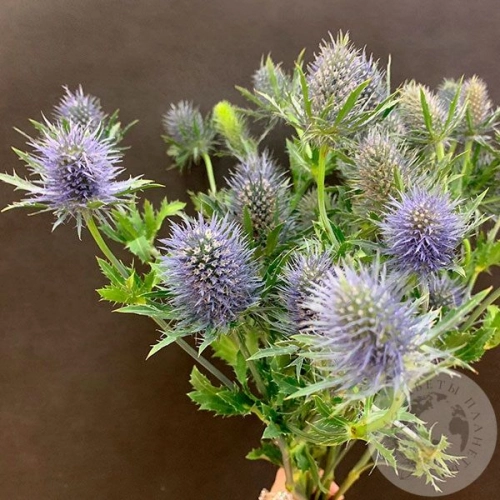 Эрингиум 7 шт. в магазине Цветы Планеты