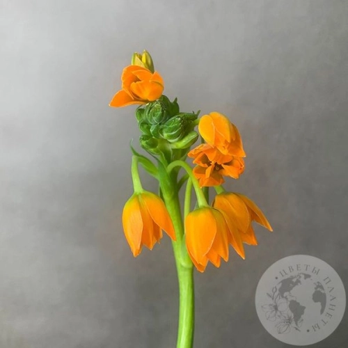 Орнитогалум оранжевый в магазине Цветы Планеты