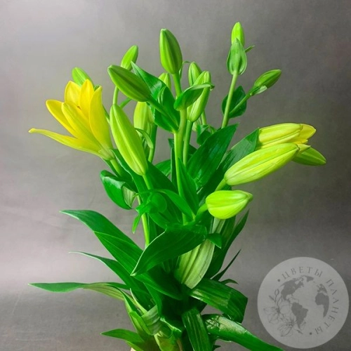 3 Золотые лилии в магазине Цветы Планеты 3 Золотые лилии