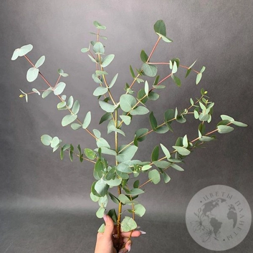 Эвкалипт (пучок) в магазине Цветы Планеты