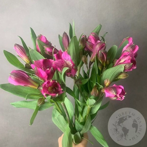 9 Альстромерий ярко-розовых