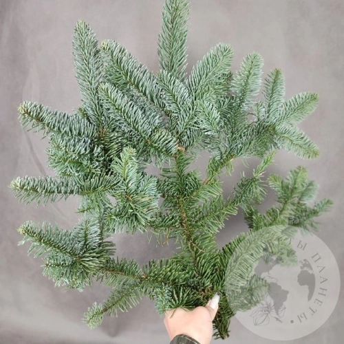 Нобилис 1 ветка в магазине Цветы Планеты