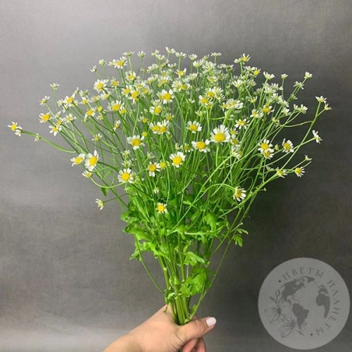 Танацетум 7 шт.