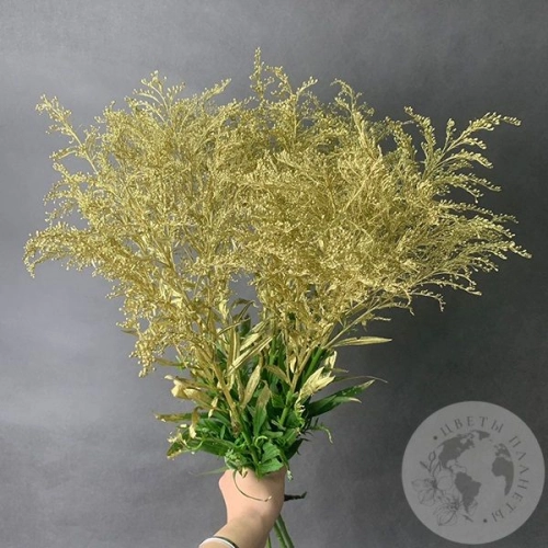 Солидаго Золото 9 шт. в магазине Цветы Планеты