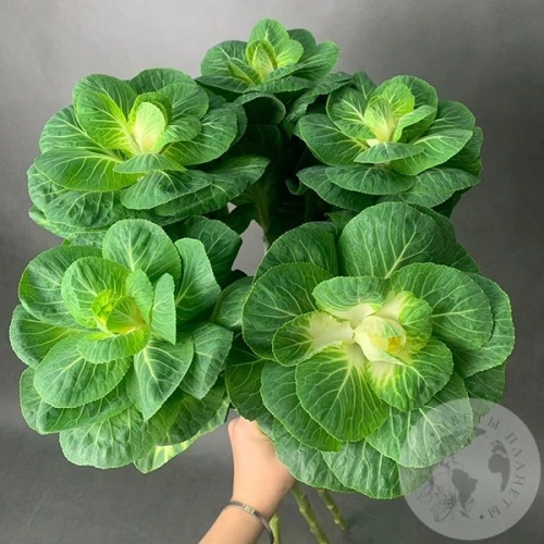 Брассика 5 шт. в магазине Цветы Планеты