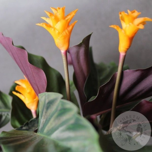 Калатея Кроката в магазине Цветы Планеты