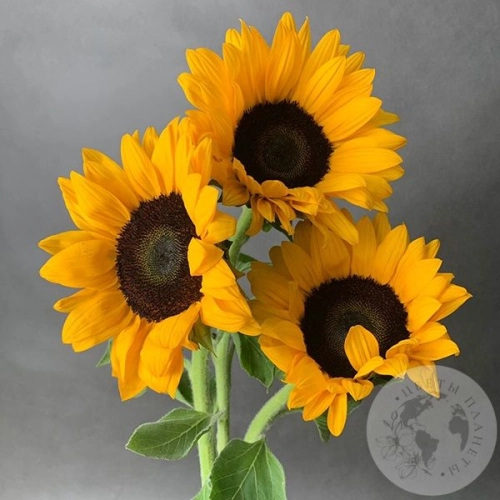 3 подсолнуха в магазине Цветы Планеты 3 подсолнуха