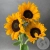 3 подсолнуха в магазине Цветы Планеты 3 подсолнуха