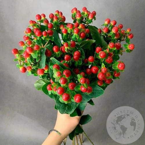 Гиперикум красный 9 шт. в магазине Цветы Планеты