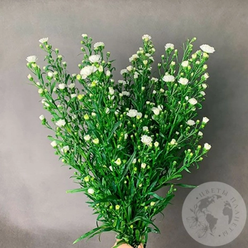 Астер белый 13 шт. в магазине Цветы Планеты