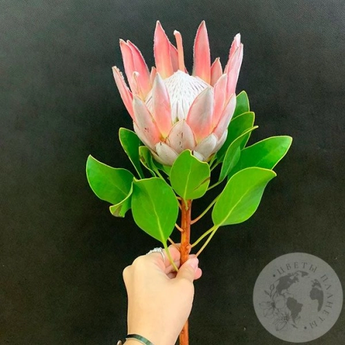 Протея в магазине Цветы Планеты